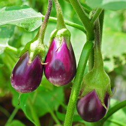 Aubergine
