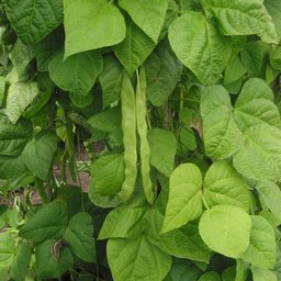 Beans