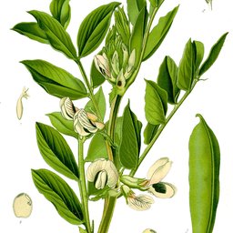 Broad beans