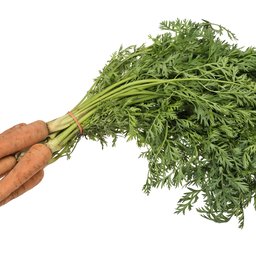 Carrot