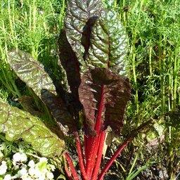 Chard