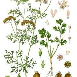 Coriander