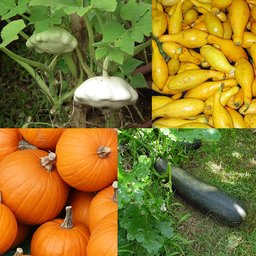 Courgette