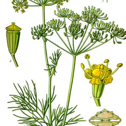 Dill
