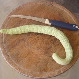 Egyptian cucumber