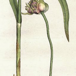 Garlic