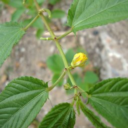 Jew's mallow