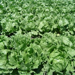 Lettuce