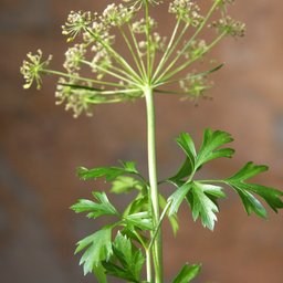 Parsley