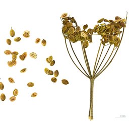 Parsnip