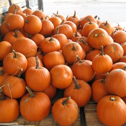 Pumpkin