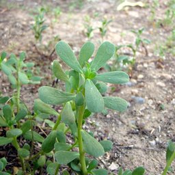 Purslane