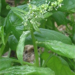 Spinach
