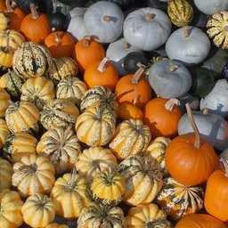 Squash