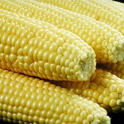 Sweet corn